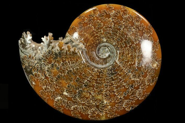 Polished, Agatized Ammonite (Cleoniceras) - Madagascar #78343